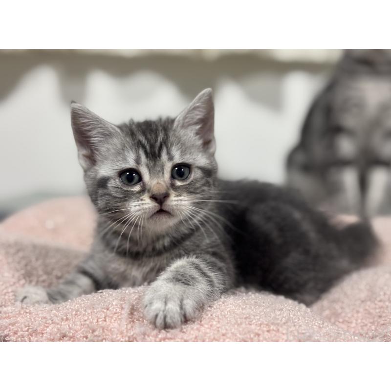 成約済の神奈川県のアメリカンショートヘア-135533の2枚目