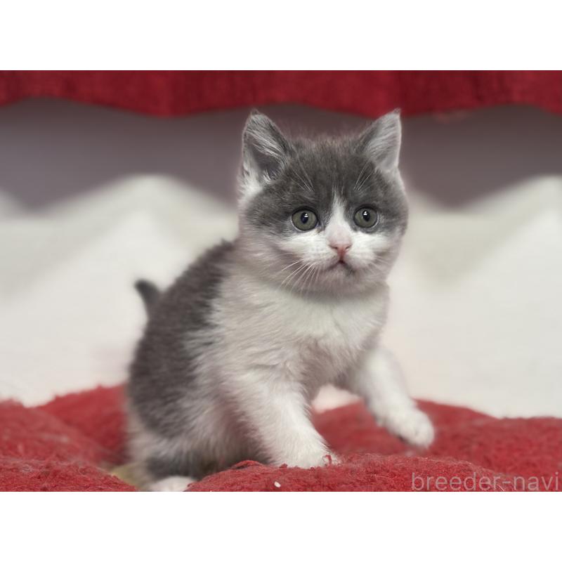 成約済の神奈川県のブリティッシュショートヘア-135298の7枚目