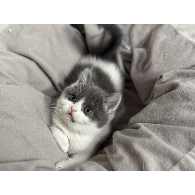 成約済の神奈川県のブリティッシュショートヘア-135298の6枚目