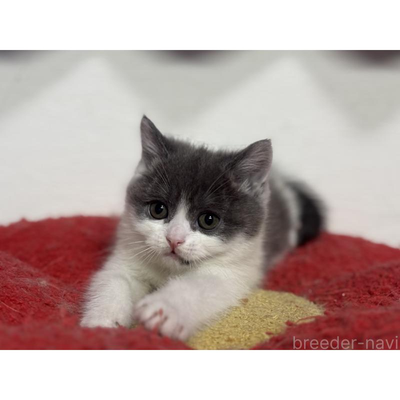 成約済の神奈川県のブリティッシュショートヘア-135298の4枚目