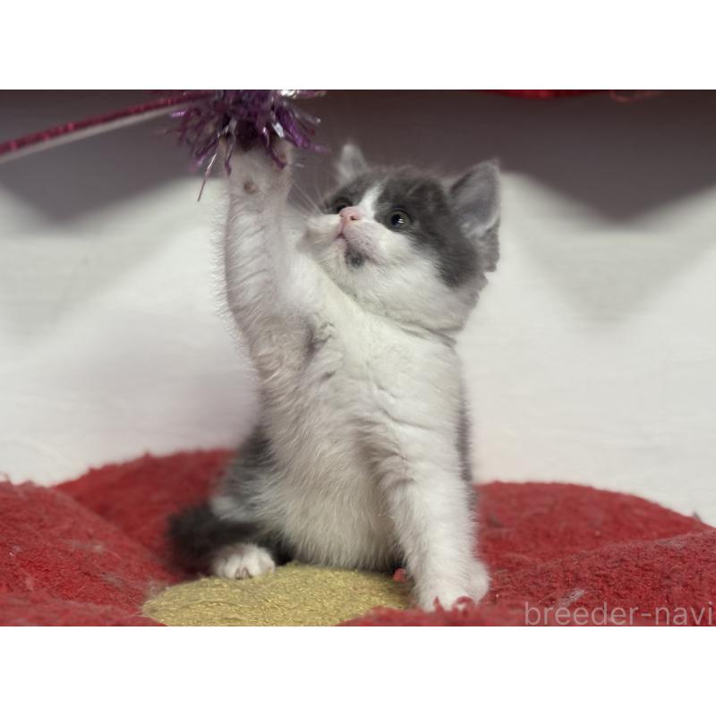 成約済の神奈川県のブリティッシュショートヘア-135298の2枚目