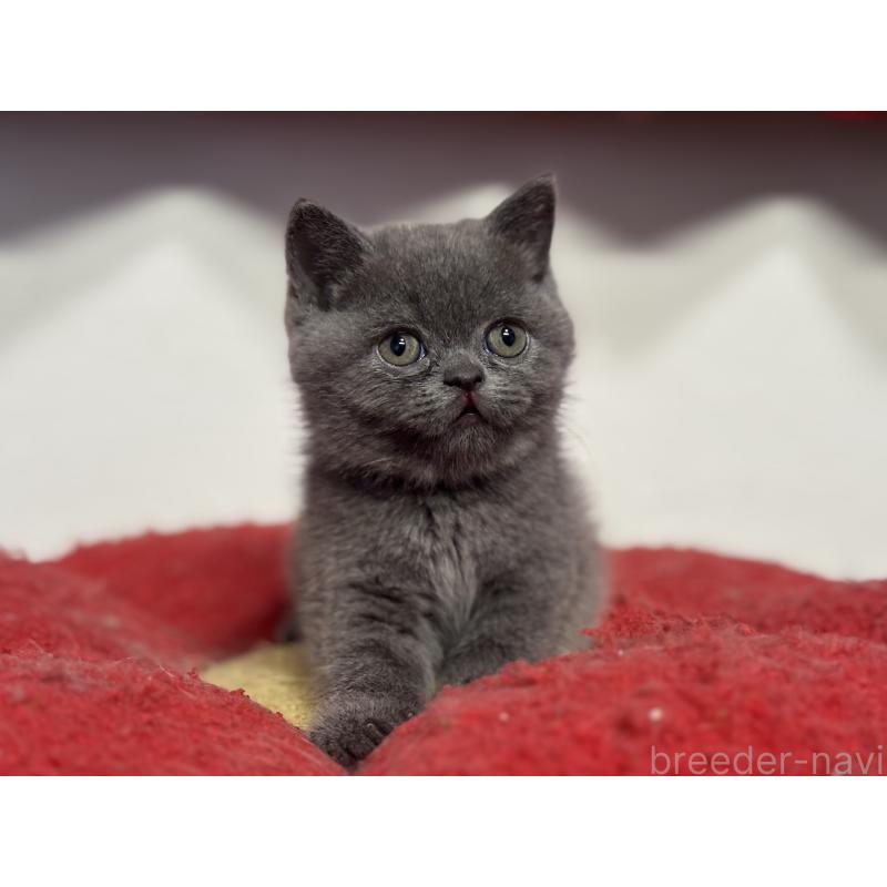 販売中の神奈川県のブリティッシュショートヘア-135297の18枚目