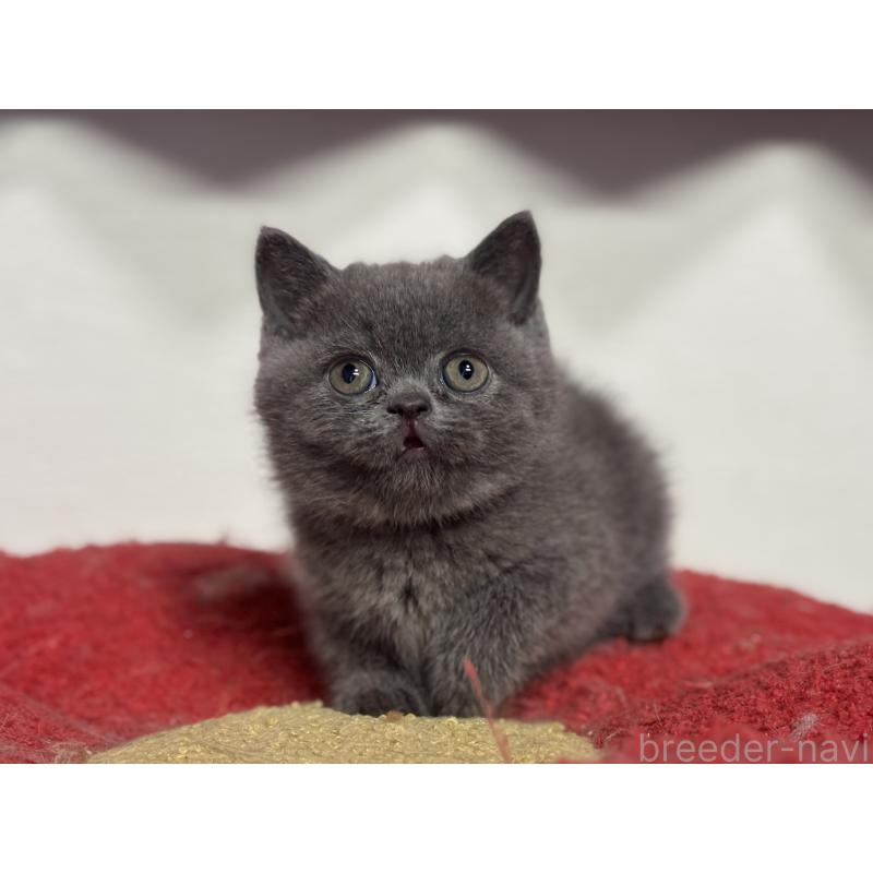 販売中の神奈川県のブリティッシュショートヘア-135297の17枚目