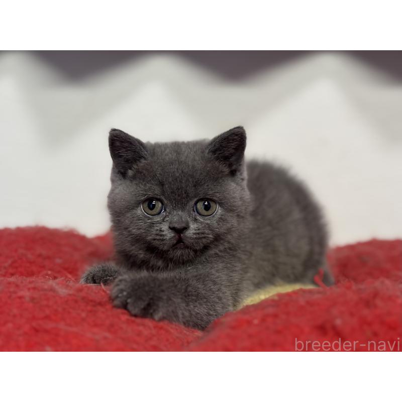 販売中の神奈川県のブリティッシュショートヘア-135297の15枚目