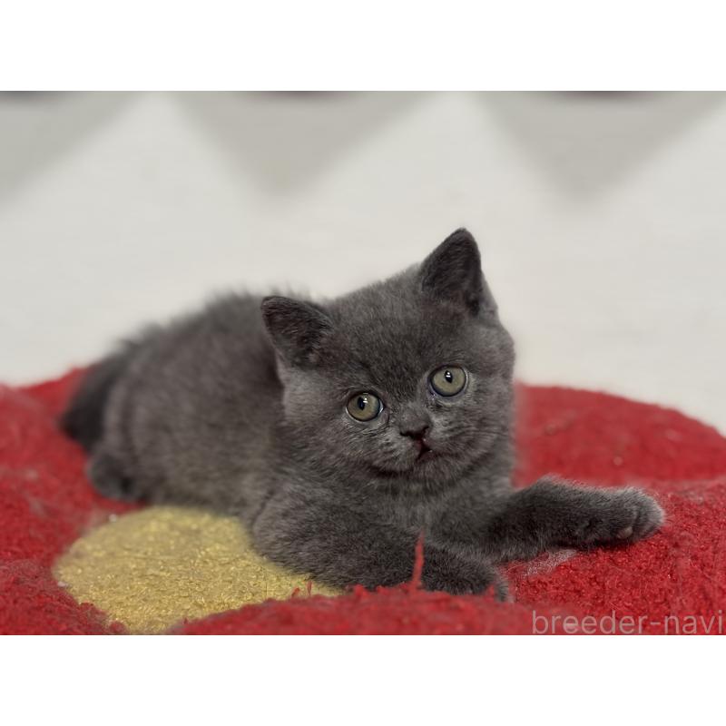 販売中の神奈川県のブリティッシュショートヘア-135297の14枚目