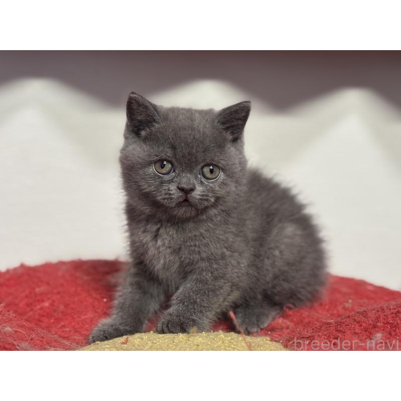 販売中の神奈川県のブリティッシュショートヘア-135297の13枚目