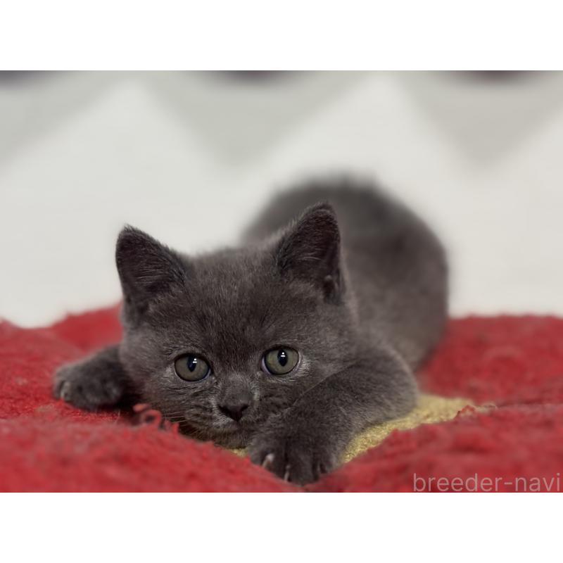 成約済の神奈川県のブリティッシュショートヘア-135295の7枚目