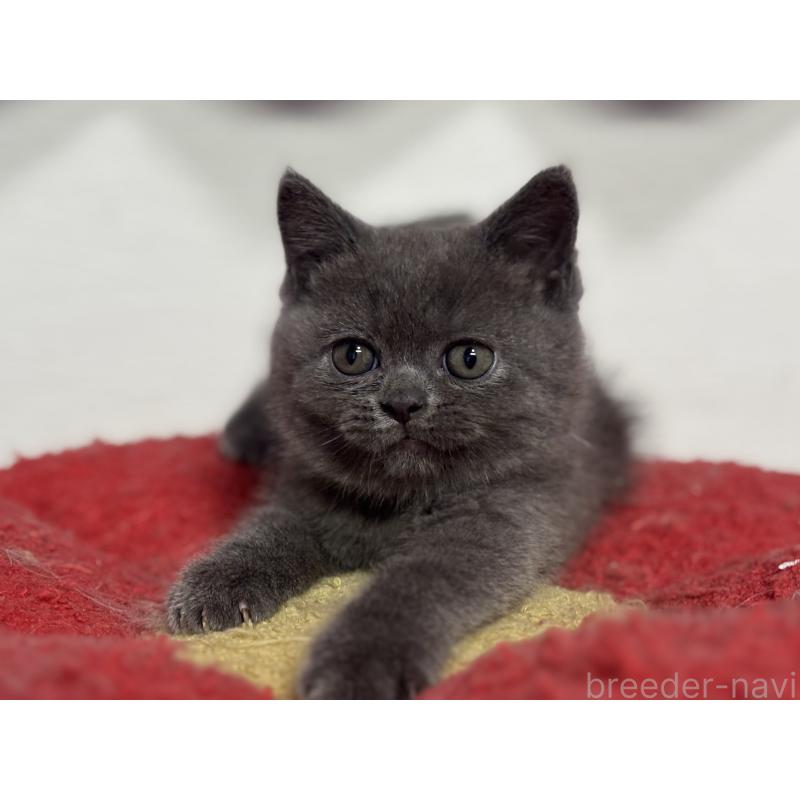 成約済の神奈川県のブリティッシュショートヘア-135295の6枚目