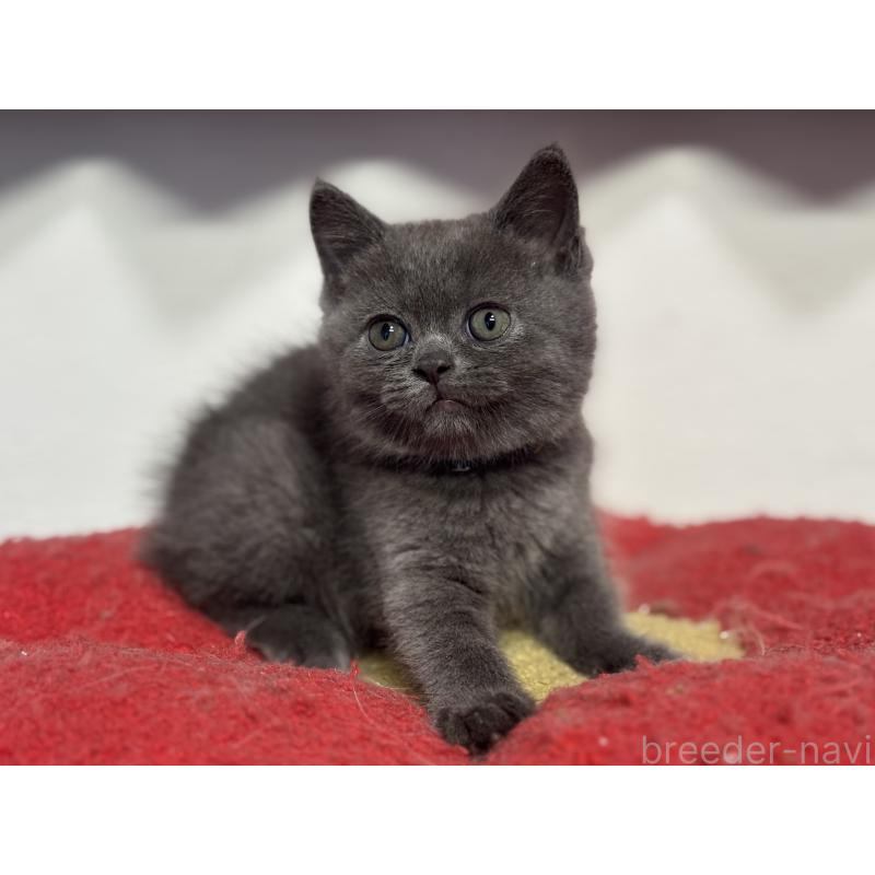 成約済の神奈川県のブリティッシュショートヘア-135295の5枚目