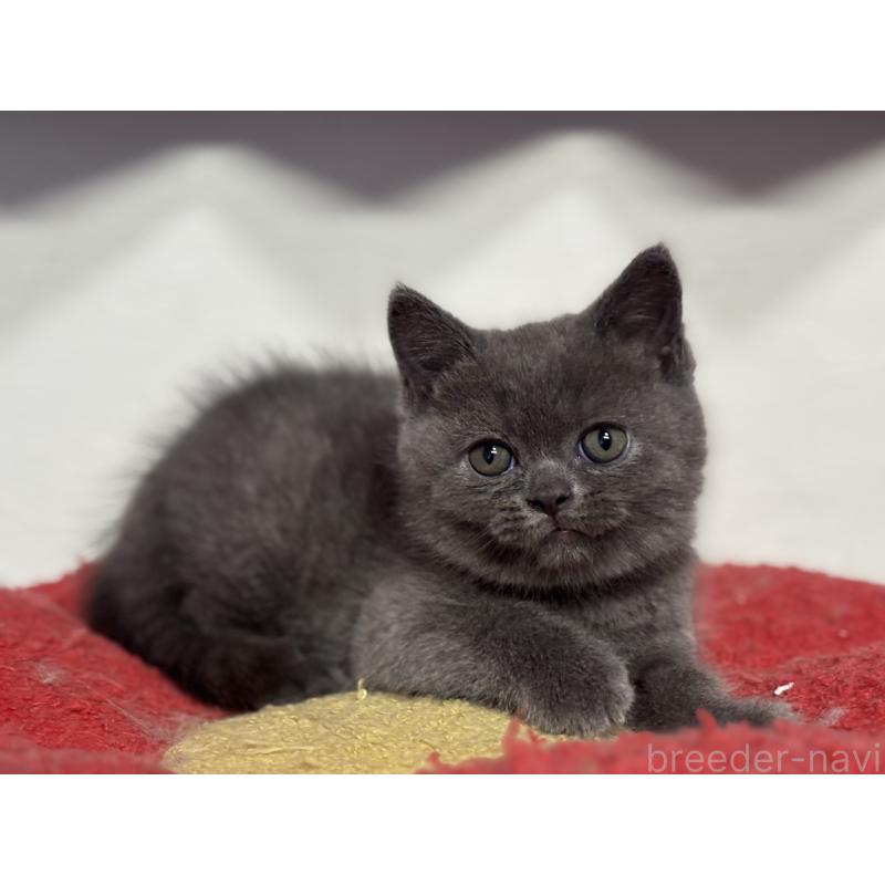 成約済の神奈川県のブリティッシュショートヘア-135295の4枚目