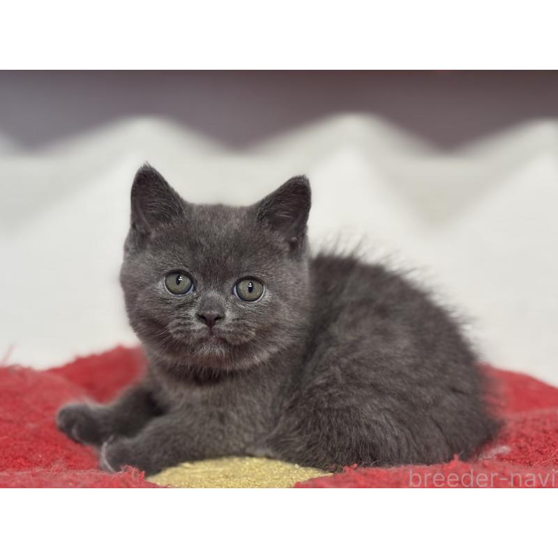 成約済の神奈川県のブリティッシュショートヘア-135295の3枚目