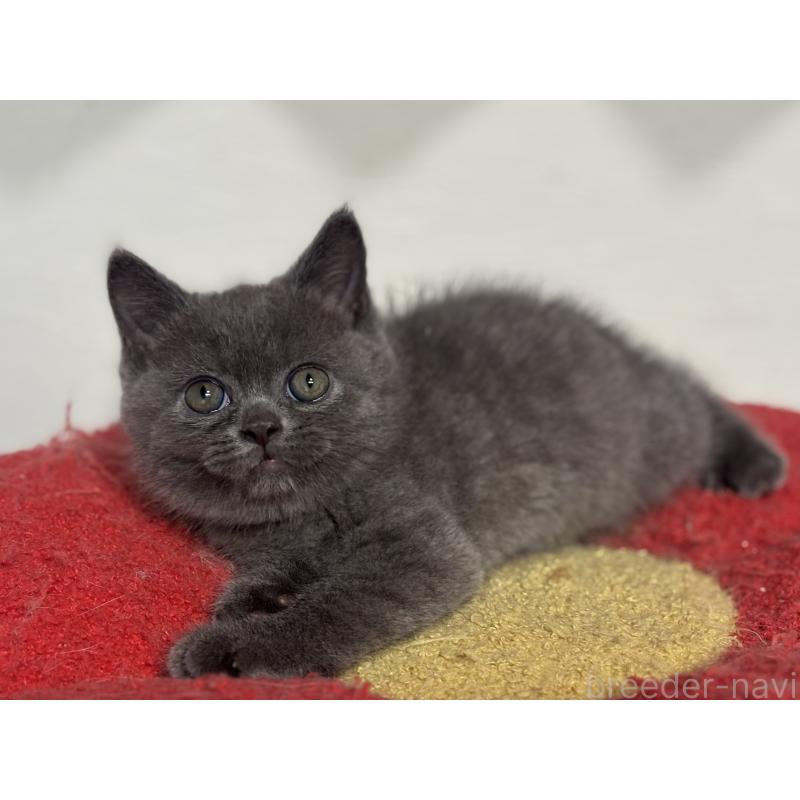 成約済の神奈川県のブリティッシュショートヘア-135295の2枚目