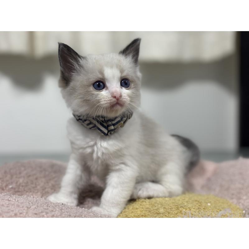 販売中の神奈川県のラグドール-136460の5枚目