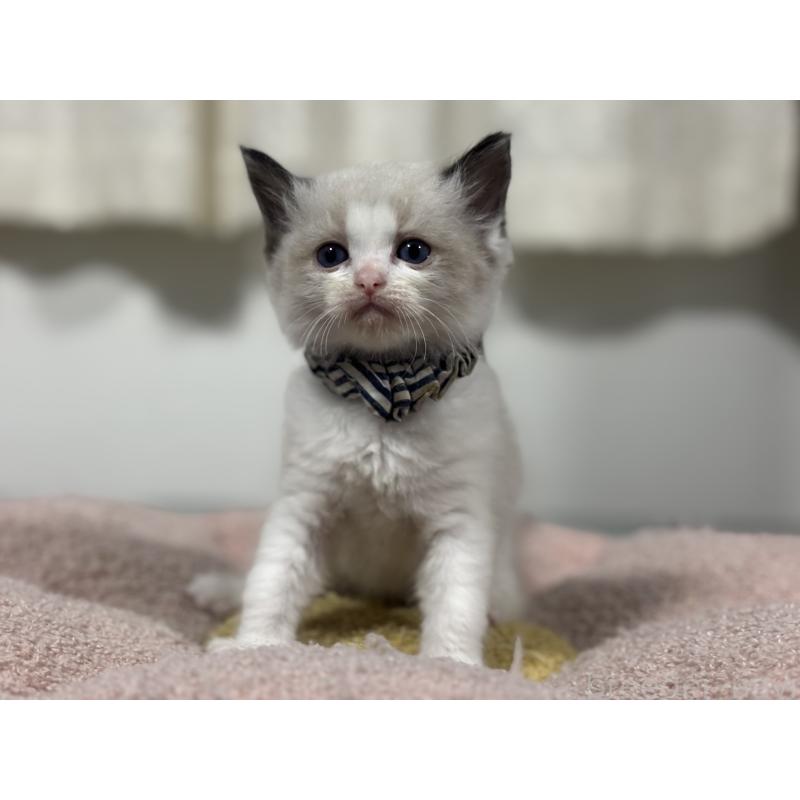 販売中の神奈川県のラグドール-136460の2枚目