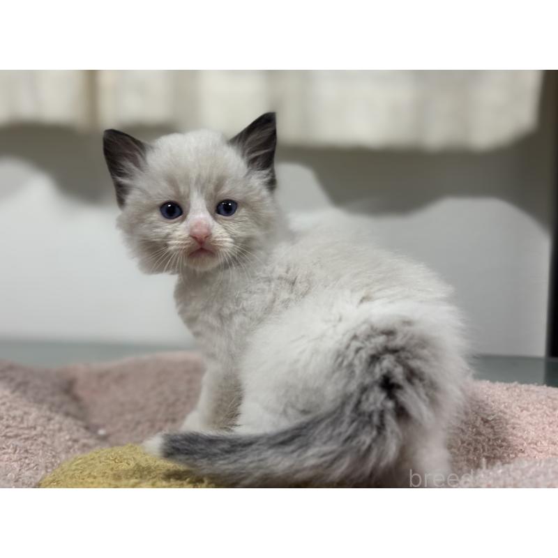 販売中の神奈川県のラグドール-136461の7枚目