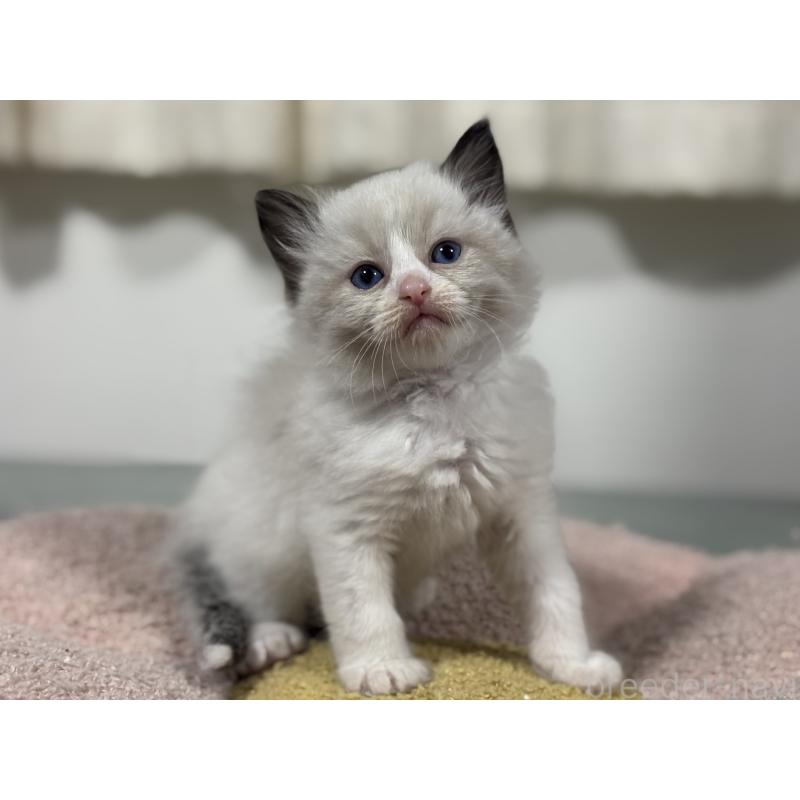 販売中の神奈川県のラグドール-136461の6枚目