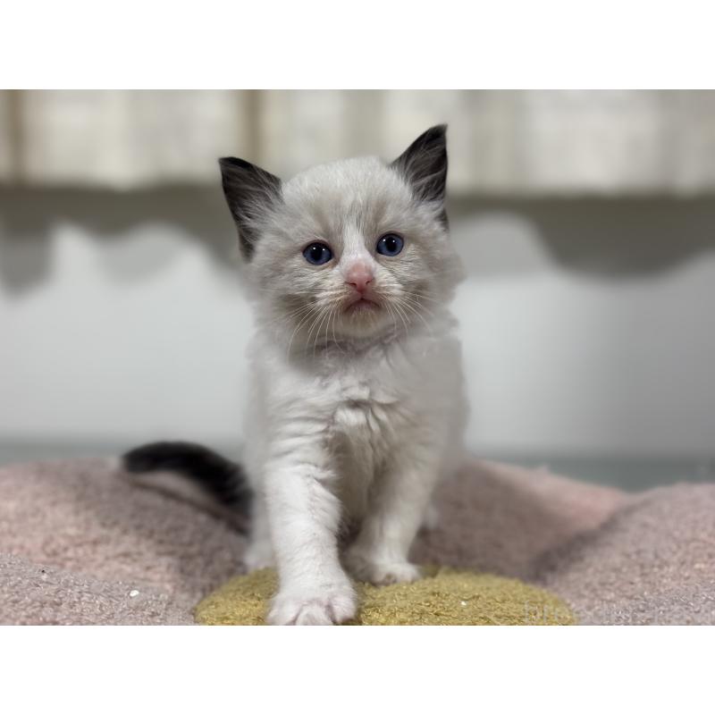 販売中の神奈川県のラグドール-136461の5枚目