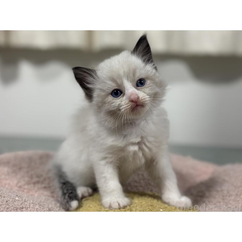 販売中の神奈川県のラグドール-136461の4枚目