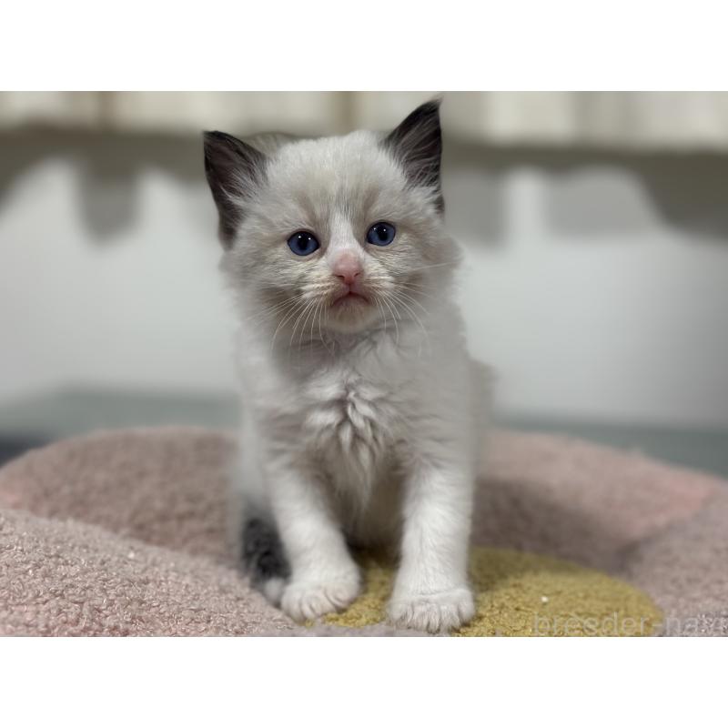 販売中の神奈川県のラグドール-136461の3枚目