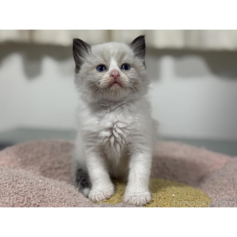 販売中の神奈川県のラグドール-136461の2枚目