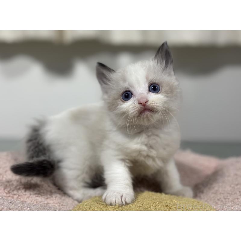 販売中の神奈川県のラグドール-136462の7枚目