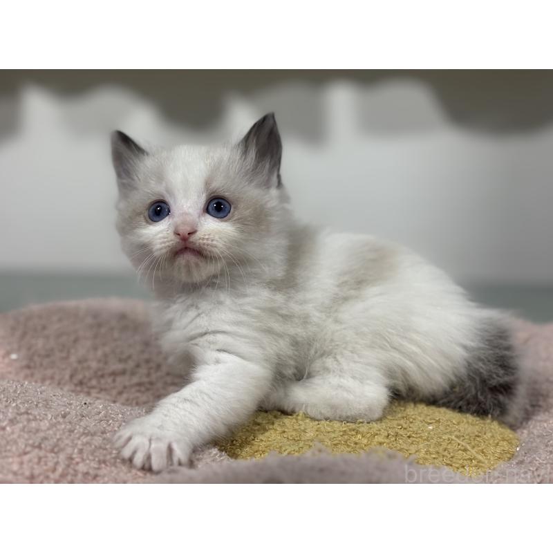 販売中の神奈川県のラグドール-136462の6枚目