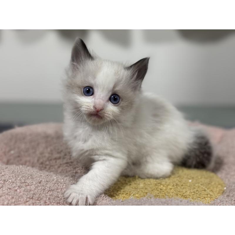 販売中の神奈川県のラグドール-136462の5枚目