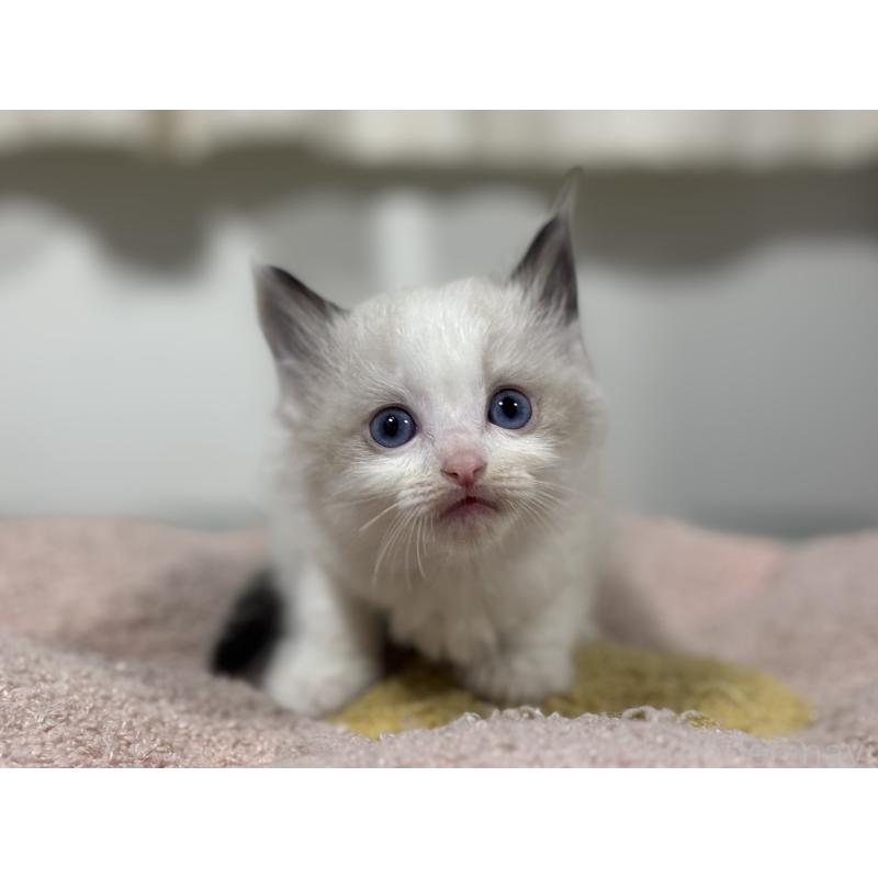 販売中の神奈川県のラグドール-136462の3枚目