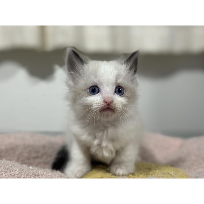 販売中の神奈川県のラグドール-136462の2枚目