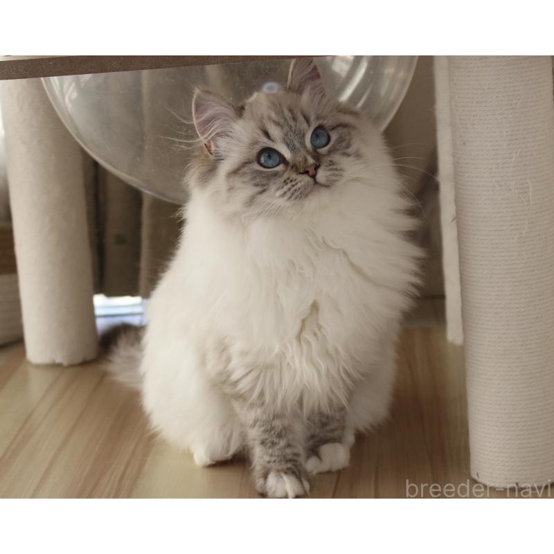 成約済の山梨県のラグドール-129973の4枚目