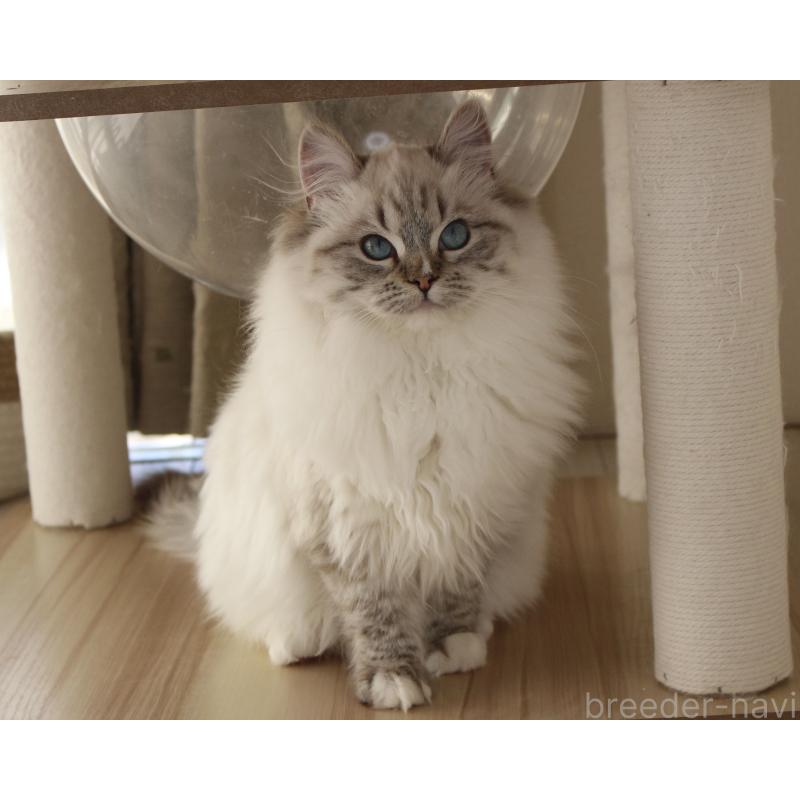 成約済の山梨県のラグドール-129973の3枚目