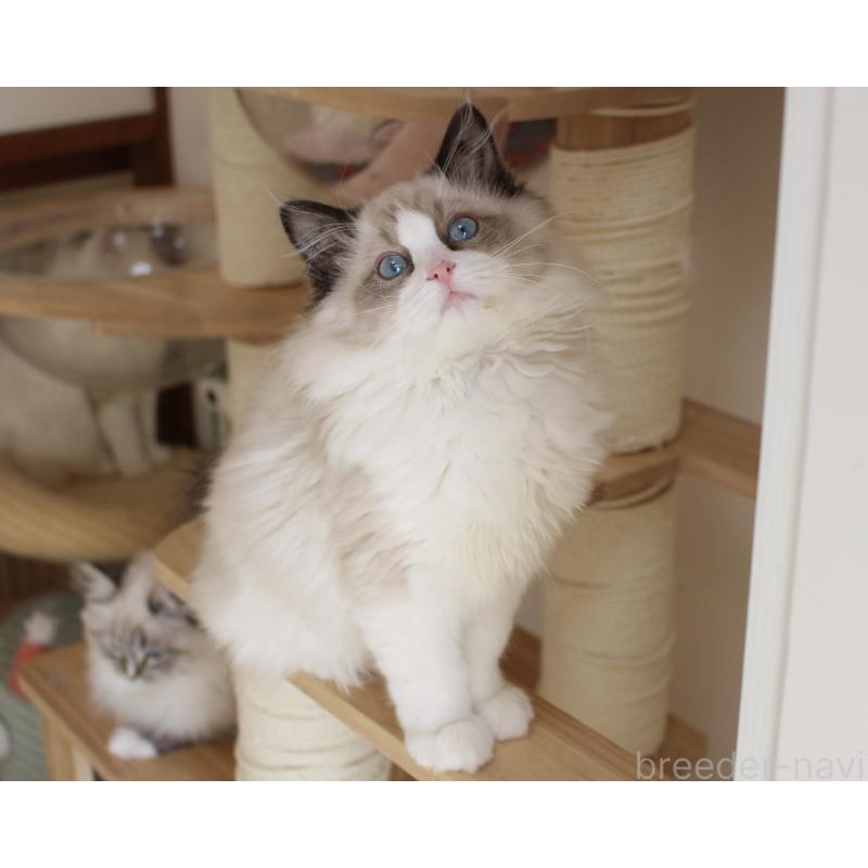 成約済の山梨県のラグドール-131707の6枚目