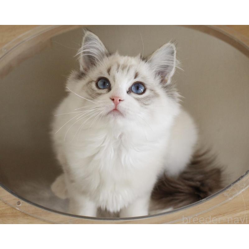 販売中の山梨県のラグドール-131653の14枚目