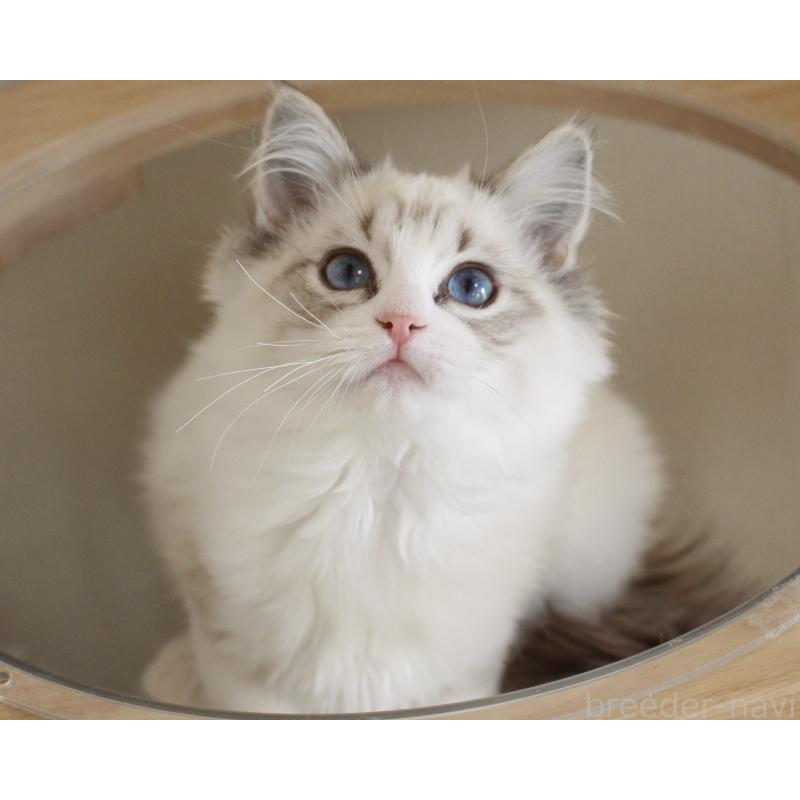 販売中の山梨県のラグドール-131653の13枚目