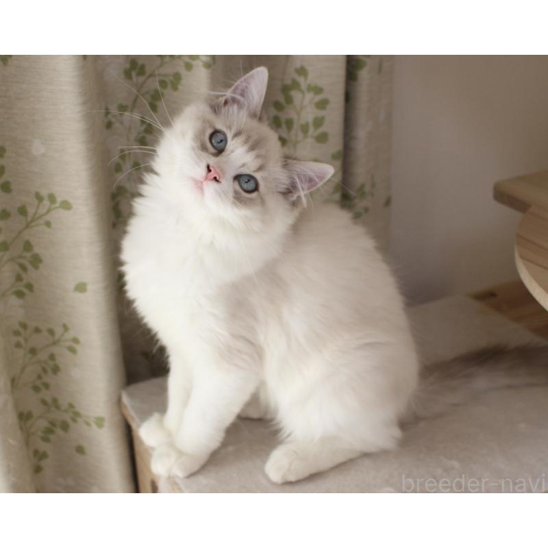 販売中の山梨県のラグドール-131658の7枚目