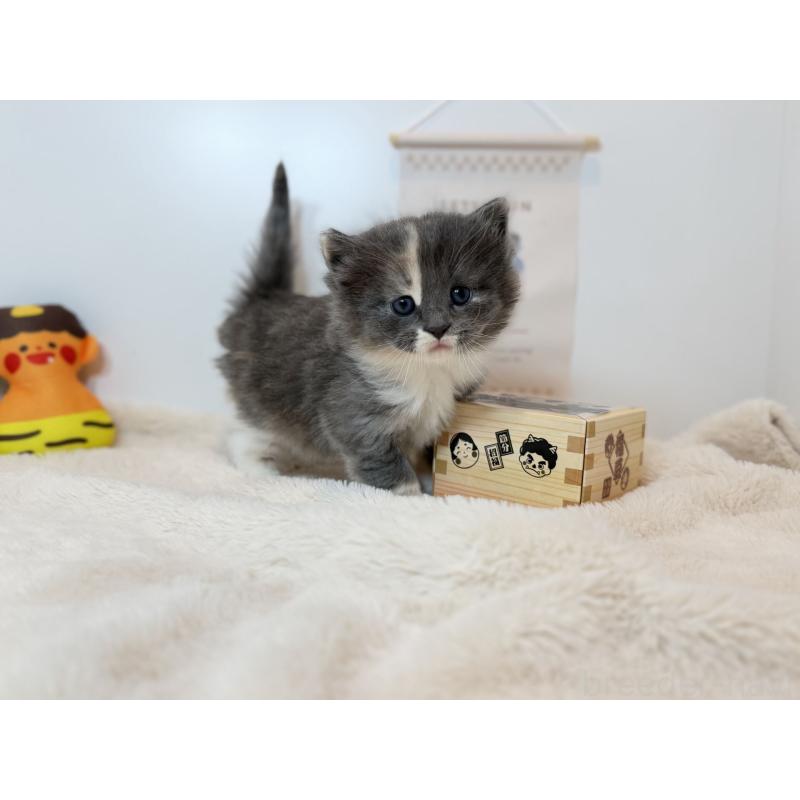 販売中の山口県のノルウェージャンフォレストキャット-136465の3枚目