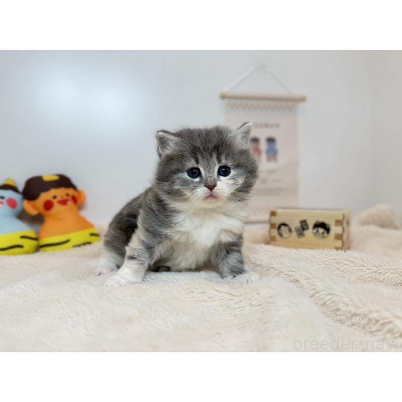 販売中の広島県のノルウェージャンフォレストキャット-136467の3枚目