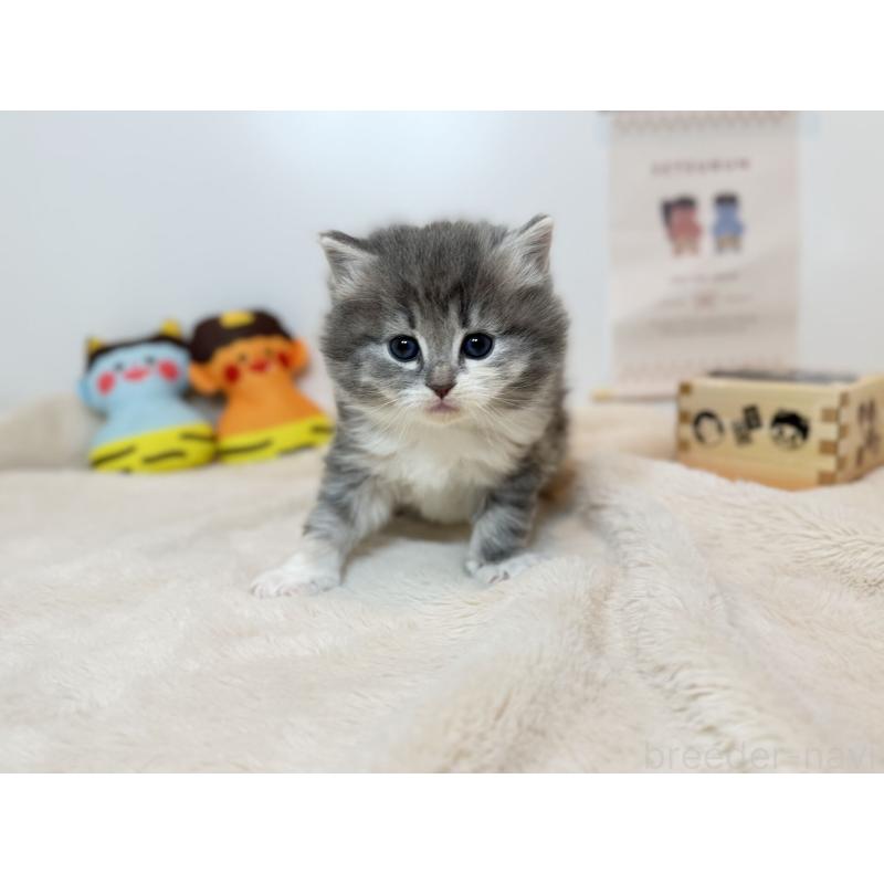 販売中の広島県のノルウェージャンフォレストキャット-136467の2枚目