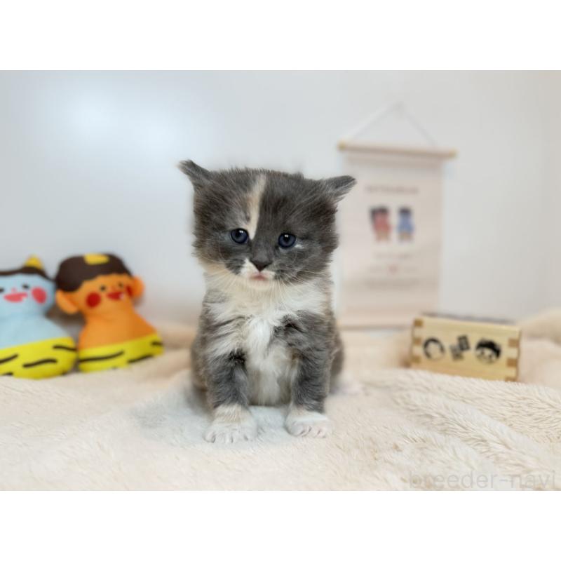 販売中の広島県のノルウェージャンフォレストキャット-136468の2枚目