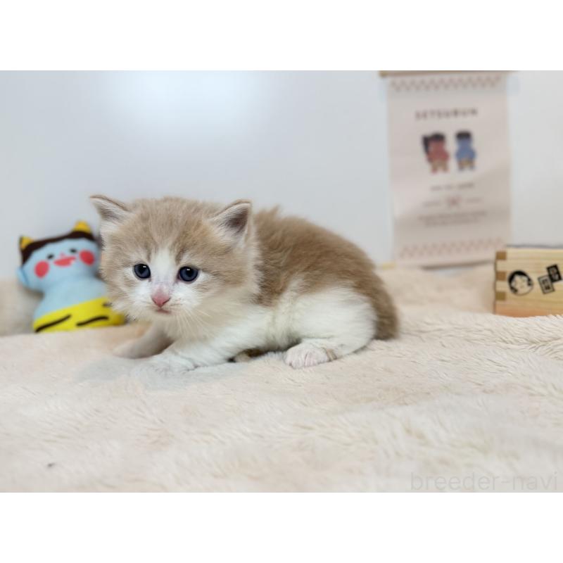 販売中の広島県のノルウェージャンフォレストキャット-136469の3枚目