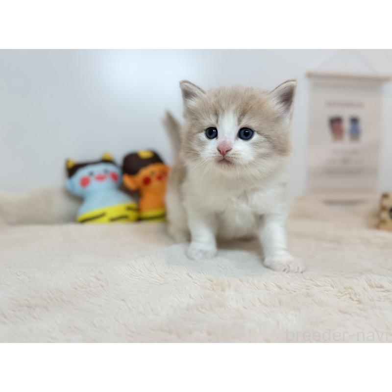 販売中の広島県のノルウェージャンフォレストキャット-136469の2枚目