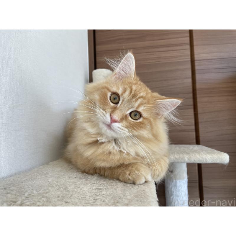 成約済の千葉県のサイベリアン-129142の16枚目