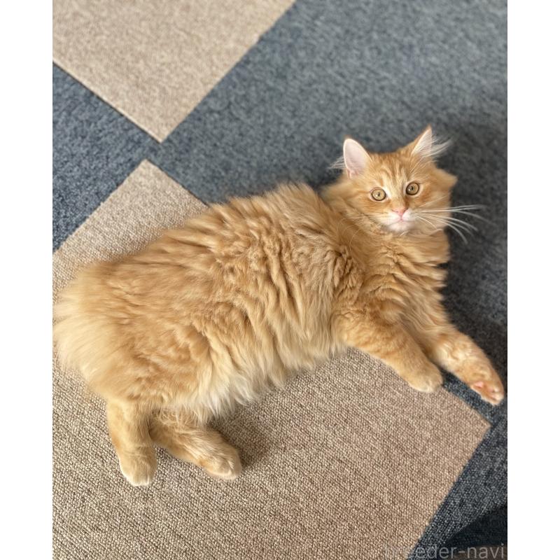 成約済の千葉県のサイベリアン-129142の15枚目