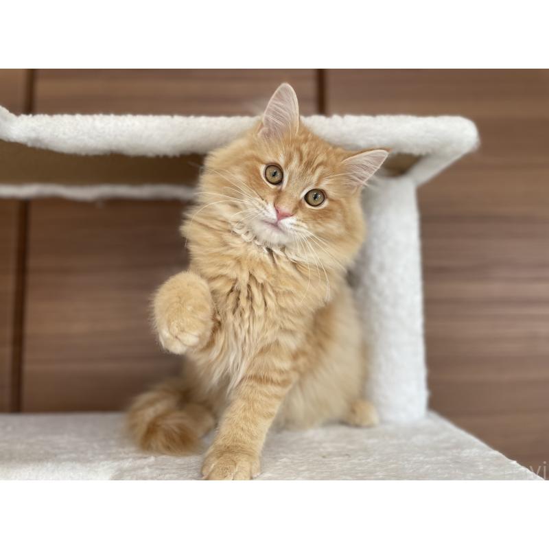 成約済の千葉県のサイベリアン-129142の14枚目