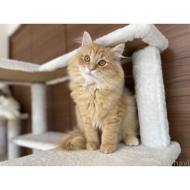 成約済の千葉県のサイベリアン-129142の13枚目