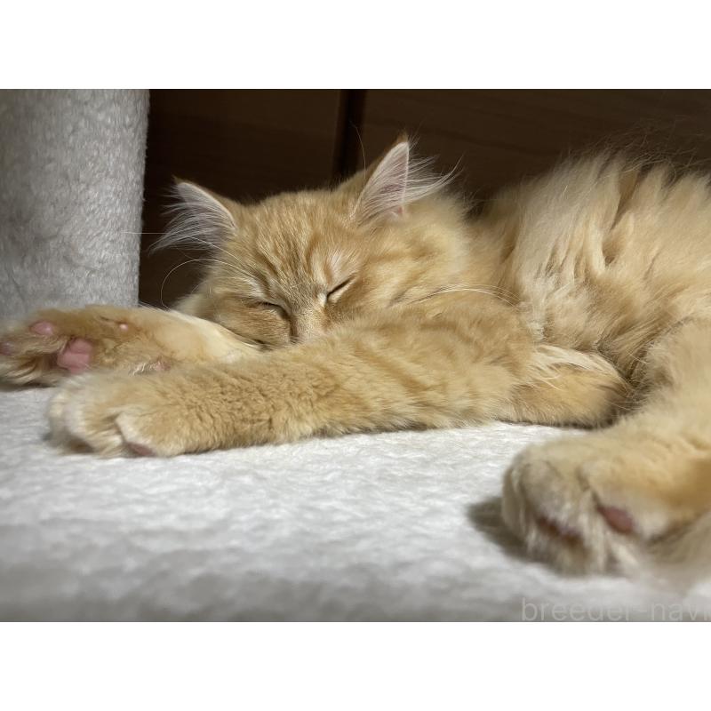 成約済の千葉県のサイベリアン-129142の12枚目