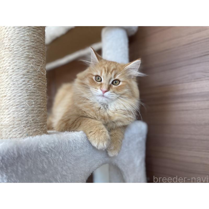 成約済の千葉県のサイベリアン-129142の11枚目