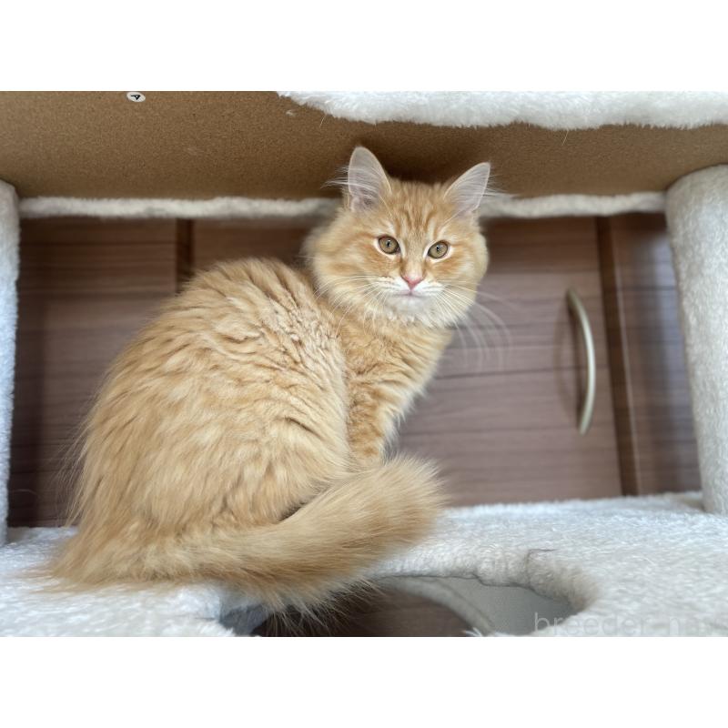 成約済の千葉県のサイベリアン-129142の10枚目