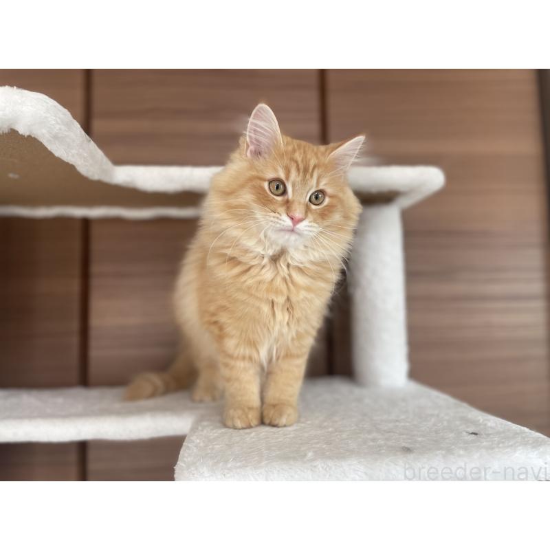 成約済の千葉県のサイベリアン-129142の8枚目