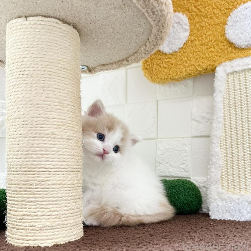 販売中の三重県のマンチカン-136476の5枚目